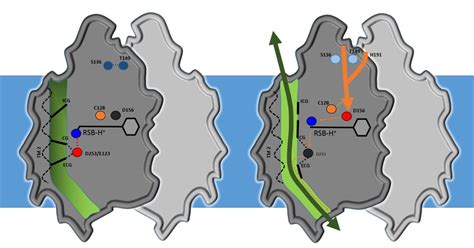 Structure of channelrhodopsin determined