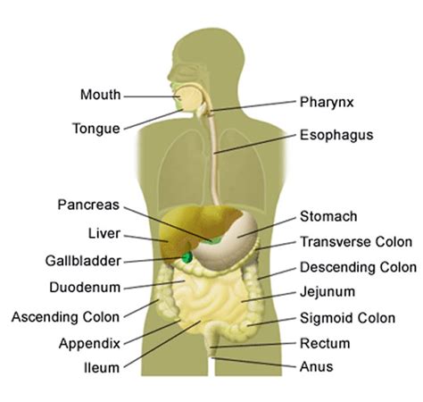 Diagram Of Where Appendix Is