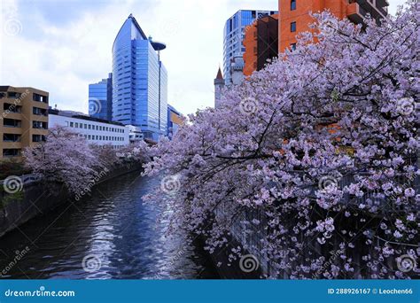 Meguro River Cherry Blossoms in Meguro City, Tokyo Editorial ...