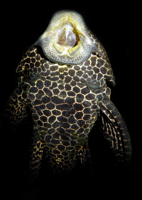 Hypostomus plecostomus (Linnaeus, 1758) Suckermouth catfish ...