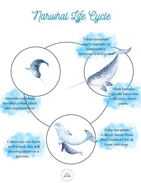 Narwhal Life Cycle Printable Resources Homeschool Learning Kids Activity Life Cycle of Narwhal ...