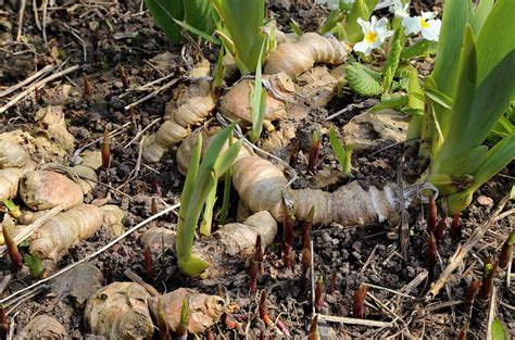 Rhizomes Plant