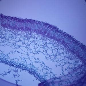 Amazon.com: Cup Fungus Apothecium, sec., 12 µm Microscope Slide: Industrial & Scientific