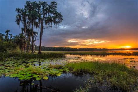 Lake Louisa State Park - Florida Smart