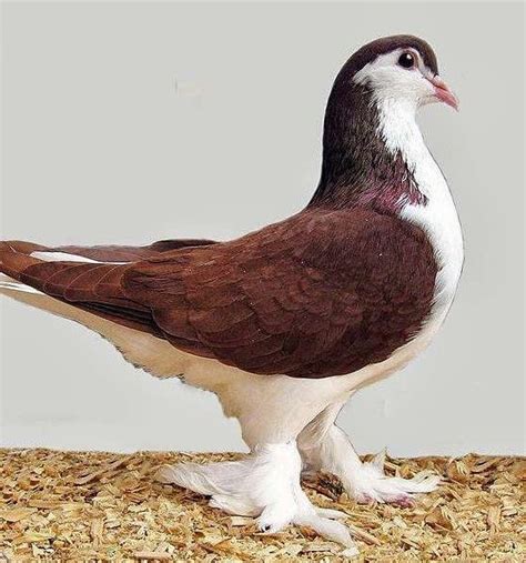 Lahore pigeon - Alchetron, The Free Social Encyclopedia