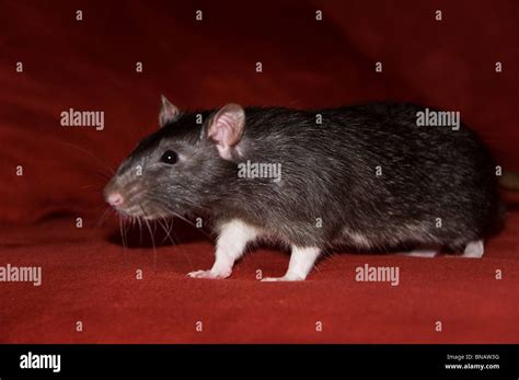 Brown pet rat Stock Photo - Alamy