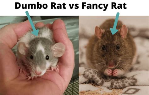 Dumbo Rats: Care, Pictures, Behavior, Lifespan, Price & More | ThePetFAQ