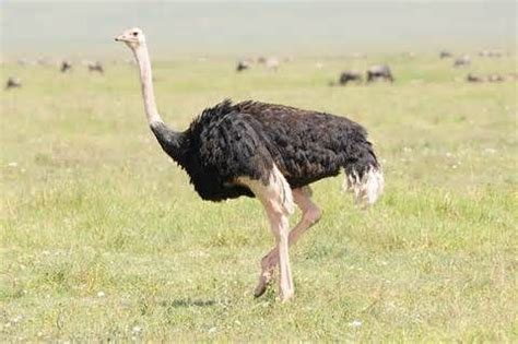 More on Struthio camelus syriacus: arabian ostrich | Mammiferi