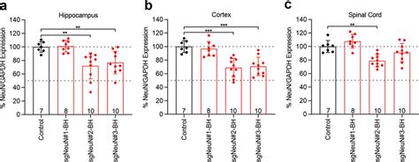 NeuN gene disruption led to sub-optimal NeuN reduction in the CNS of ...