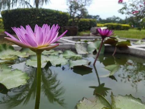 Pink bloom Lotus in water stock photo. Image of plant - 43748940