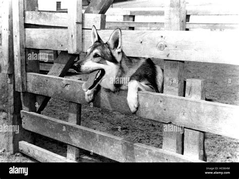 THE LITTLEST HOBO, London the Dog, 1958 Stock Photo - Alamy