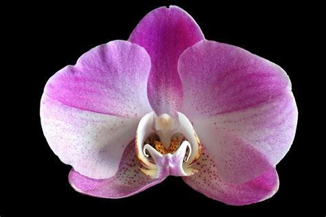 Phalaenopsis Orchid | Moth Orchid Flower Singapore