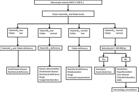 Macrocytic Anemia - Causes, Symptoms & Macrocytic Anemia Treatment