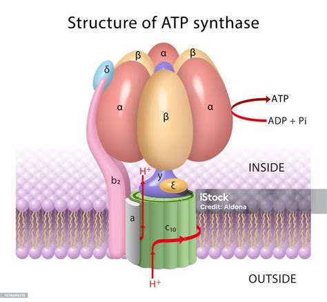 The Components Of Atp Synthase A Rotary Motor Stock Illustration - Download Image Now ...