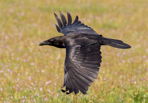 Common Raven | San Diego Bird Spot