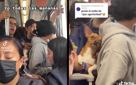 Video viral.Perrito Chihuahua se queda dormido en el Metro de la CdMx ...