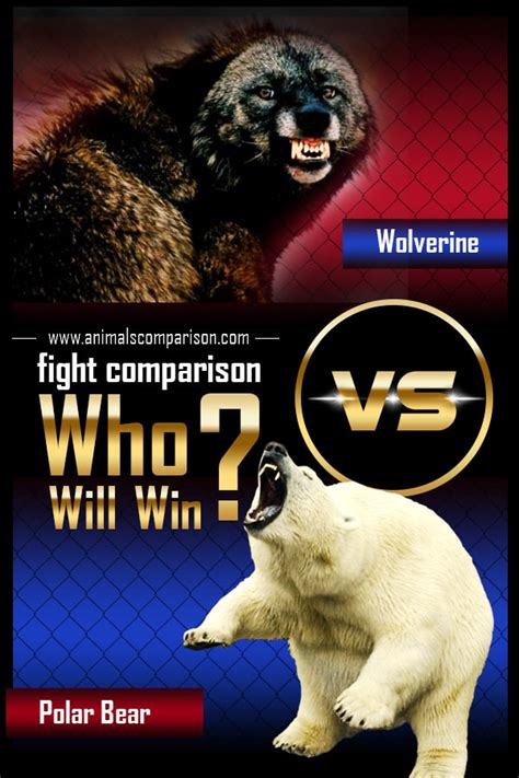 Wolverine Vs Polar Bear Fight comparison, who will win?