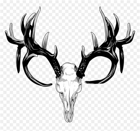 Transparent Deer Antler Clip Art - Deer Skull Transparent Background, HD Png Download - vhv