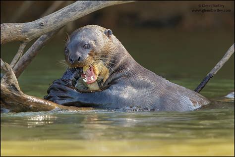 Giant River Otter with a snack Brazil - Atlantic Rainforest and Pantanal Trip Report | Giant ...