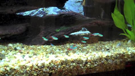 New Neon Tetra Schooling - YouTube