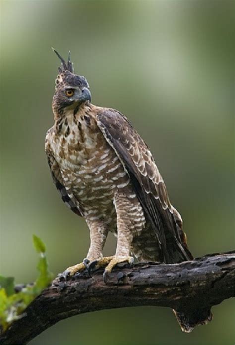 Birds in Thailand: Mountain Hawk Eagle | Hawk eagle, Birds of prey, Pet ...