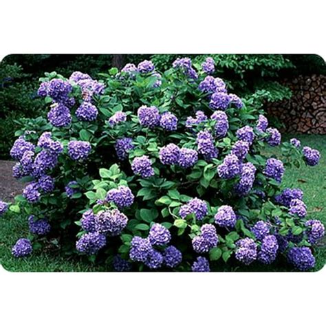 Purple Hydrangea Bush, 1 Each - Walmart.com - Walmart.com