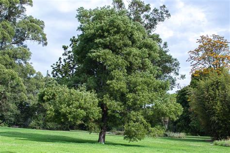 20 AUSTRALIAN BLACKWOOD TREE Black Acacia Melanoxylon Wattle | Etsy