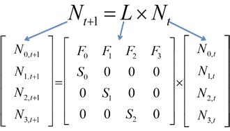 7.3: Leslie Matrix Models - Biology LibreTexts