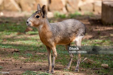 Patagonian Mara Standing Stock Photo - Download Image Now - Animal, Caviidae, Close-up - iStock