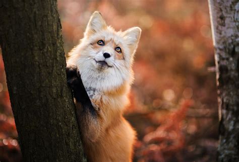 Red Fox in Autumn - Foxes Photo (40239939) - Fanpop