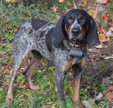 blue tick hound for sale alabama - Rubie Ochoa