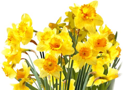 Yellow Daffodil Transparent Background | PNG Mart