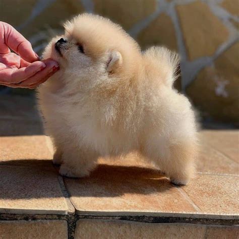 Teacup Pomeranians: Should You Really Get One? - K9 Web