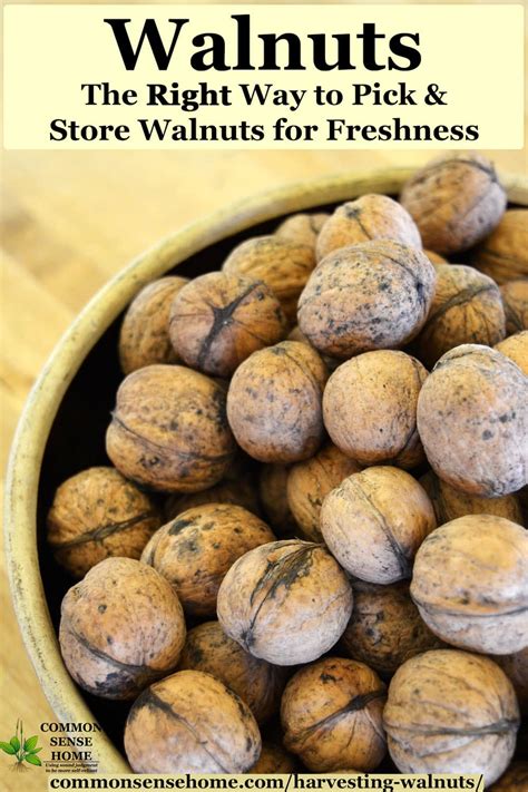 Harvesting Walnuts - How to Pick & Store Walnuts for Freshness