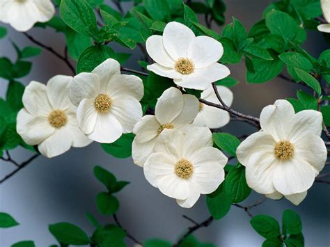 Flower Homes: Pacific Dogwood Flowers