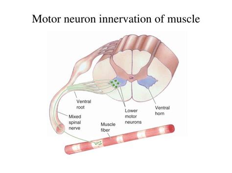 PPT - Motor system I: spinal cord circuits and motor output PowerPoint Presentation - ID:858433