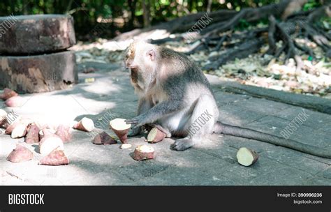 .behavior Monkeys Image & Photo (Free Trial) | Bigstock