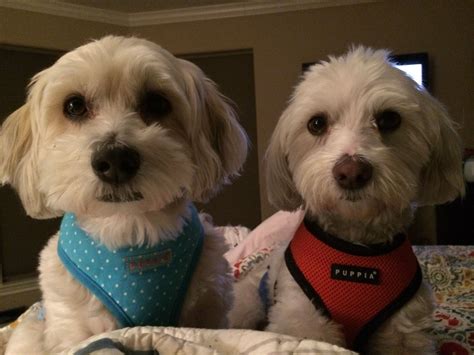 Tony & Rico in TX - Bonded Brothers - are Available for Adoption from Havanese Rescue - May 2014 ...