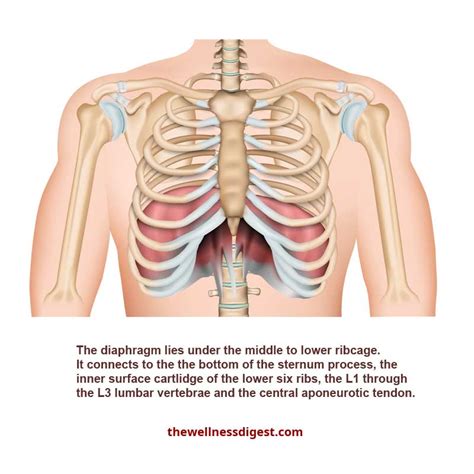 Diaphragm Muscle: Chest Pain, Rib Pain, Difficulty Breathing - The ...