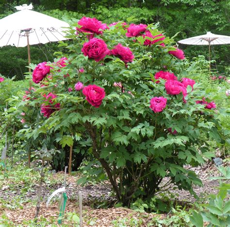 Peonies garden, Peonies and hydrangeas, Peony care