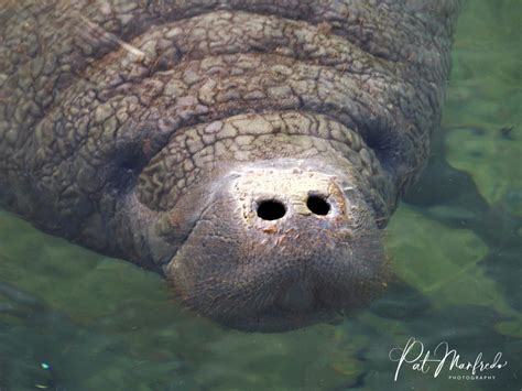 Manatee Nose - NatureCoaster.com