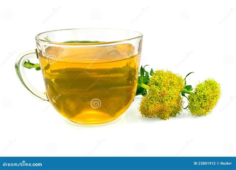 Herbal Tea and Flowers Rhodiola Rosea Stock Photo - Image of fresh ...