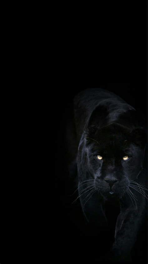 Download Stare into the intensity of a Cool Black Panther Animal Wallpaper | Wallpapers.com