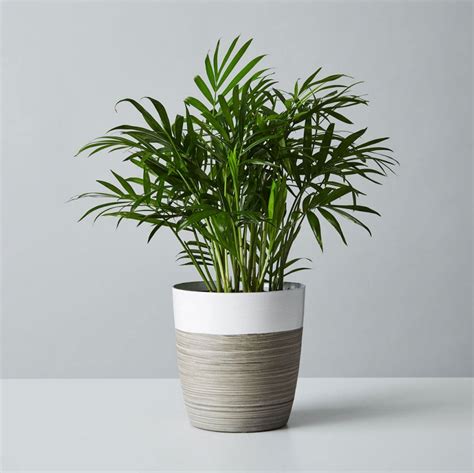 Office Desk Plants | Easy Office Plants | Plants.com