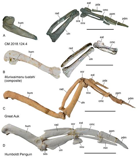 Diversity | Free Full-Text | First Complete Wing of a Stem Group Sphenisciform from the ...