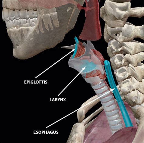 Anatomy and Physiology: The Upper Respiratory System