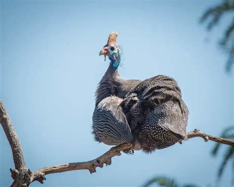 Helmeted Guineafowl - Facts, Diet, Habitat & Pictures on Animalia.bio