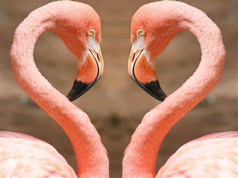 Pink Flamingos wallpaper | 1920x1440 | #13980