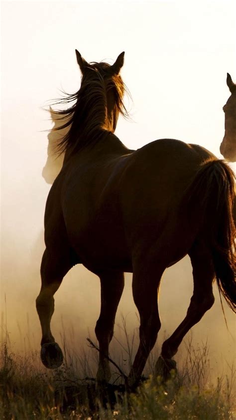 Cowboy Horse Wallpapers - Top Free Cowboy Horse Backgrounds - WallpaperAccess