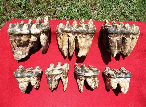 Incredible Associated Set of Mastodon Teeth | Fossils | MUSEUM ...